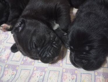 Продажа собак: Щенки Кане корсе - Порода: Кане корсе (коренастые, складчатая — 4