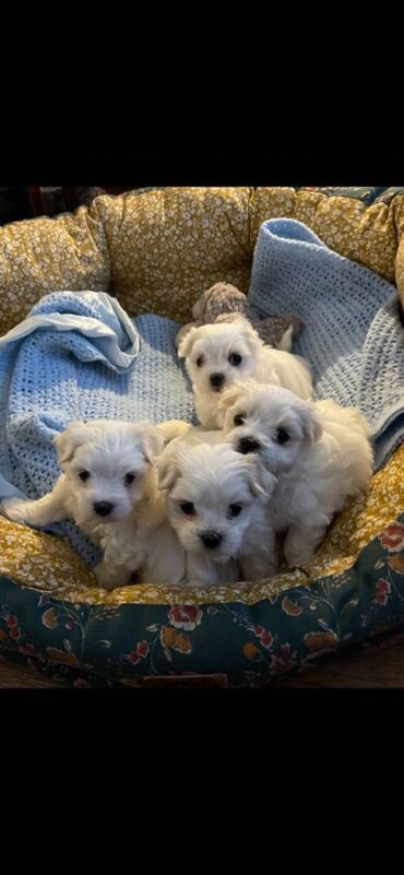 Beautiful Maltese Puppies for free adoption Cute and adorable male