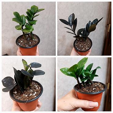 долларовое: Замиокулькас (ZZ plant) в горшках,сорт Зэнзи и сорт Raven (черный) — 1