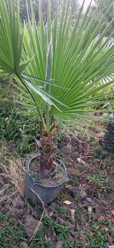 Ağaclar: Vaşınqton palma ağacları satılır qiymətlər palmaya görə dəyişir 10 -da lalafo.az — 21 Ağaclar: Vaşınqton palma ağacları satılır qiymətlər palmaya görə dəyişir 10 — 21