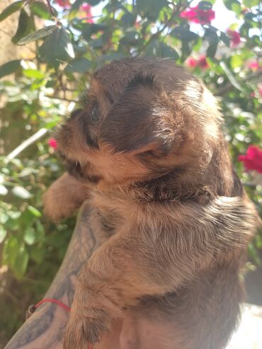 İtlər: Pekines, 3 ay, Dişi, Ünvandan götürmə — 9