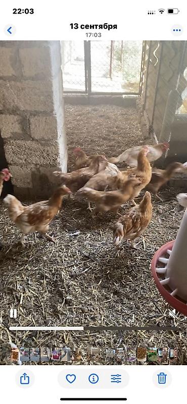 yumurta satışı: Toyuq, Yumurtalıq — 2