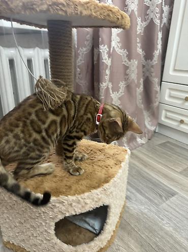 продам шпица: Бенгальская, 4 месяца, Мальчик, Приучена к лотку, Проглистована, С прививками — 8