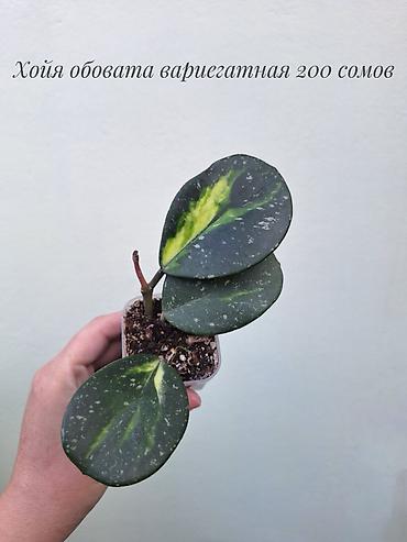 Хойялар: 🌿 Хойи разных сортов в продаже. Названия сортов и цены указаны на — 9