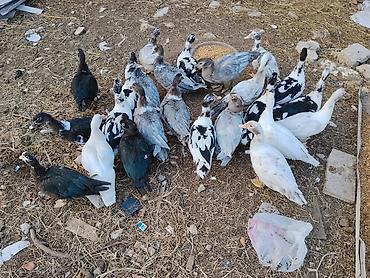 Ördəklər: Salam lalad hams cavan damzg ordeylrdi edrim olcaq buyrun - Cins — 5
