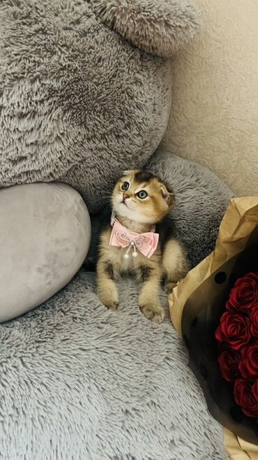 Pişiklər: Dişi — 21