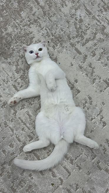 для скота: 🐱 Продаётся кошечка Мия 🤍 Шотландская вислоухая девочка, 7 месяцев — 6