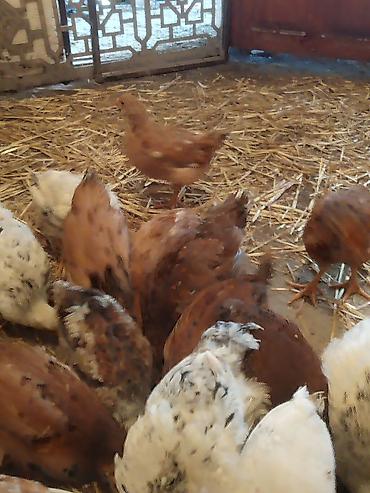 Cücələr: Toyuq cücələri, Ətlik — 5