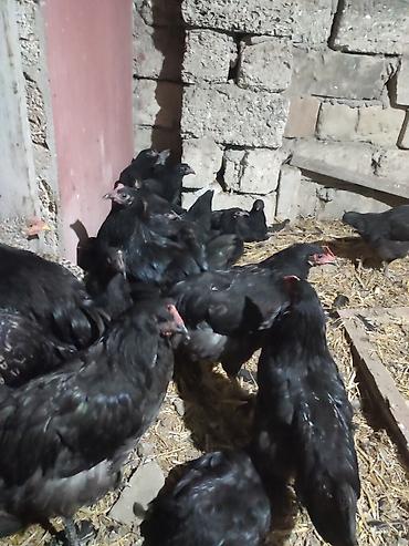çin aslanı: Toyuq, Yumurtalıq — 6