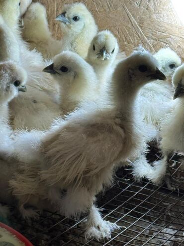 номер приюта для животных бишкек: 🐣Продаю декоративные карликовые породы кур и петухов! Отличные