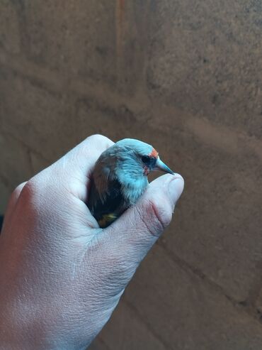 минеральная смесь для волнистых попугаев: Щегол (Carduelis carduelis) - Яркая дикая певчая птица с характерными