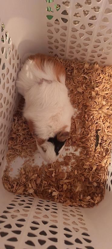 Dəniz donuzucuğu (guinea pig) sağlam erkək marskaya svinka - Növ
