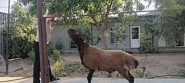Qoyunlar, qoçlar: Qala qoçu suruyçun.damazdiq.1 il 6 ayliq,elede qeliŕ belede heyvani — 1