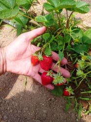 Şitillər: Murano çiyələk stilləri satılır .ilboyu məhsul dərmey olur .isdixana — 11