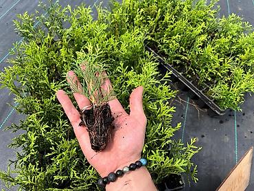 Декоративные деревья: Саженцы деревьев: Туи — 10