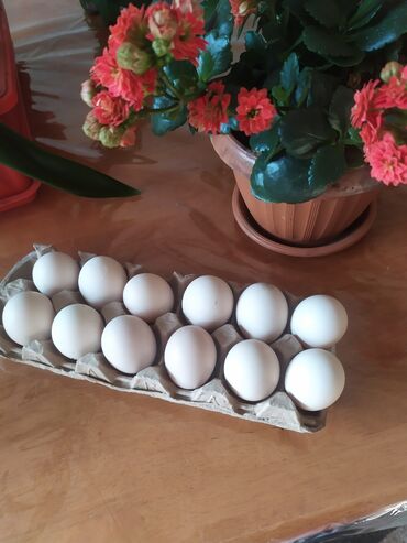инкубационные яйца почтой: Продаю яйцо адлеровской пароды(малом количестве. можно под квочку)