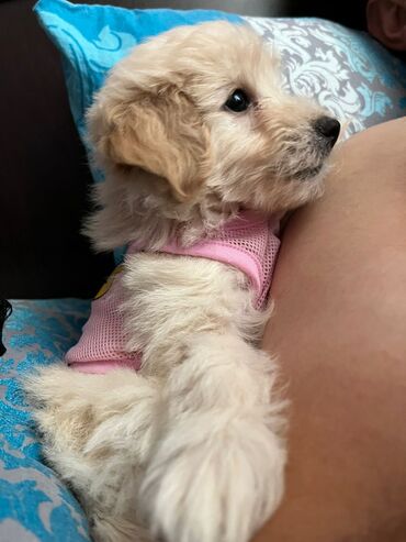 кане корсо в баку: Мальтийская болонка, 2 месяца, Самец, С прививками, Доставка в районы