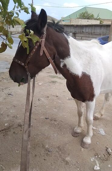 Atlar: Erkək, Ərəb, il: 4, Pulsuz çatdırılma — 5