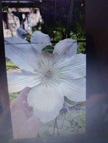 Садовые цветы и кустарники: Саженцы цветка: Платная доставка — 26