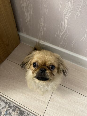 İtlər: Pekines, 2 ay, Erkek, Sənədli