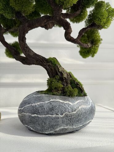 Декоративные цветы: В переводе с японского Бонсай означает «дерево, выращенное в блюде» at lalafo.kg — 41 Декоративные цветы: В переводе с японского Бонсай означает «дерево, выращенное в блюде» — 41