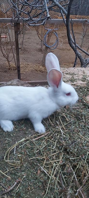 ev heyvanları: Məhsul: Dovşanlar (ev təsərrüfatı üçün) Təsvir:2aylıq rizen balalar - — 2