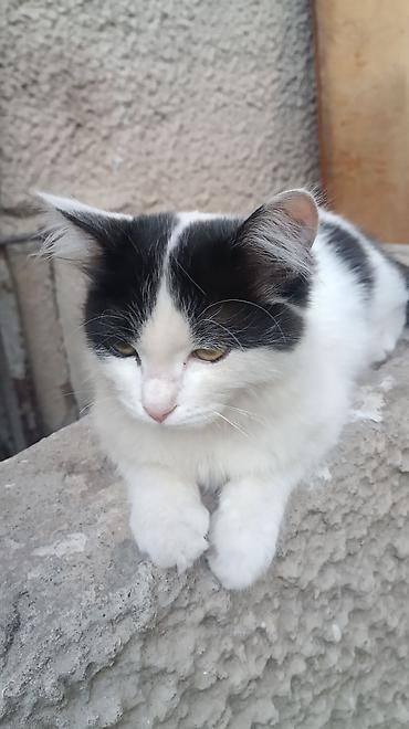 Находка и пропажа кошек: Пропала : Беспородная, Девочка, Белый — 8