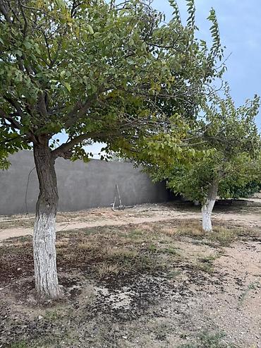 luks home: 5 sot, Tikinti, Makler, Kupça (Çıxarış) — 6