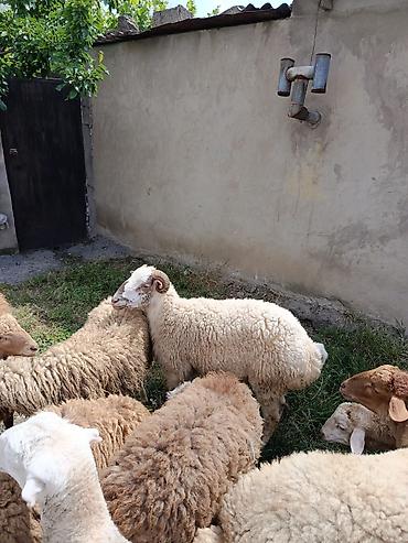 ucuz heyvanlar: Qurbanlıq quzular satılır, diri çəkisi 11 AZN və ya təmiz əti 21-22 — 3