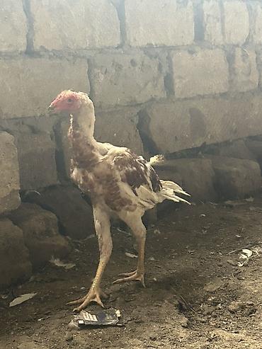 heyratı barter: Cutu 70 azn tektek 40 m — 2