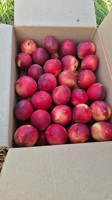 Продажа участков: 100 соток, Для бизнеса, Договор купли-продажи at lalafo.kg — 22 Продажа участков: 100 соток, Для бизнеса, Договор купли-продажи — 22