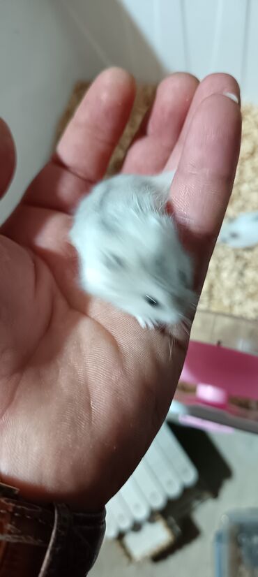 Gəmiricilər: Salam gördüyünüz cunqar hemsdırları sahipləndirilir kariçnivi ananın 4 — 11