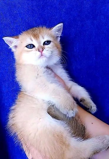 Pişiklər: Britan — 6