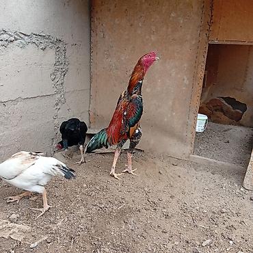 Куры, петухи: Продаю | Цыплята | Для разведения — 9