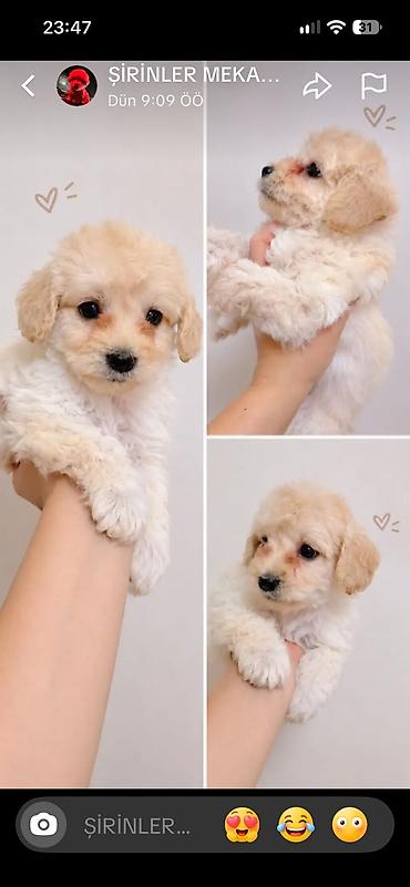 it pekines: Şpitz, Sənədli — 7