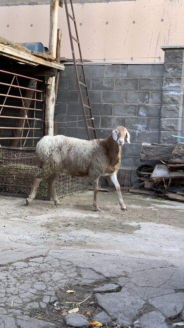 продажа баранов в бишкеке: Продаю | Ягненок | Арашан | Для разведения | Осеменитель