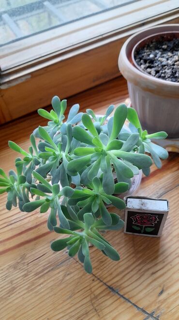 отдам даром котенка бишкек: Обмен Отросток цветка "каменная роза", обмен на 50 сом, цветет жёлтыми