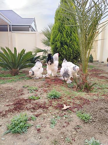 Toyuqlar: Toyuq, Brama, Damazlıq — 9