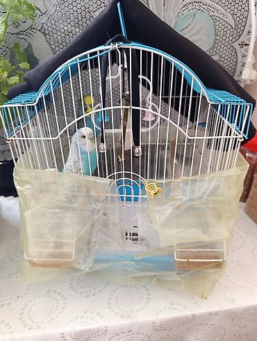 Птицы: Dalmatin rəng çalarlarında 2 ədəd dalğıc (budgerigar) tutuquşu və — 3