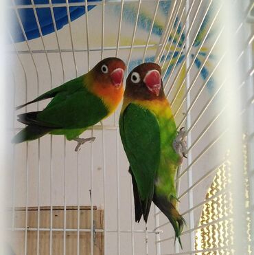Tutuquşları: Fiserler (lovebird) satilir 1Erkek - 1 Dishidi,gefes garishig 120 AZN