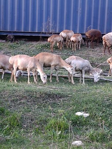 Баран, овца: Продаю | Овца (самка) | Для разведения | Матка — 2