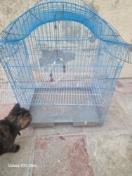 товары для крупных собак: Qəfəs böyükdür 5 manata. İşlənmişdir sınığı yoxdur