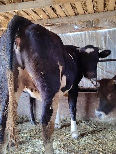 Коровы, быки: Продаю | Корова (самка) | Голштин | Для молока | Привязанные — 2