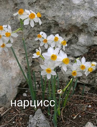 Другие виды семян и саженцев: Все растения что на фото, есть в наличии — 19