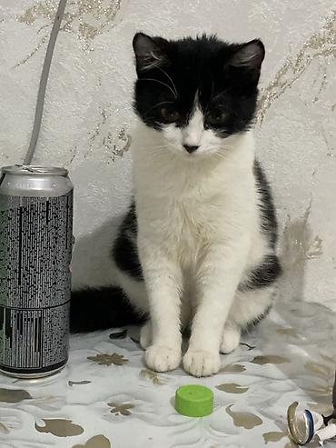 Отдам даром кошку: Кошка даром: Беспородная, 7 месяцев, Девочка, Приучена к лотку — 6