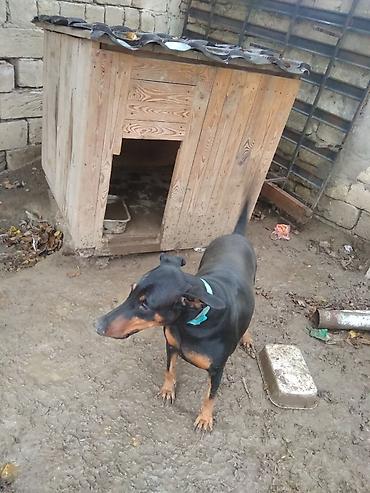 it axtarilir: Öz itimdir Doberman cinsidir sadece binaya kocduyumuz ucun satiram 2 — 1