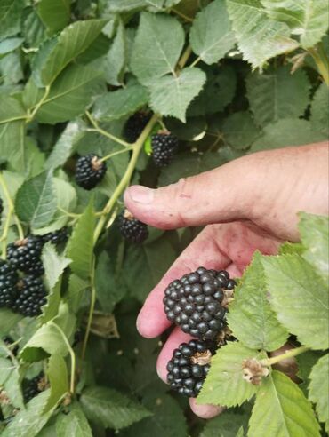 Фрукты и ягоды: Саженцы (есть корень на продажу) ежевики ремонтантной сорта Блек Джем — 14