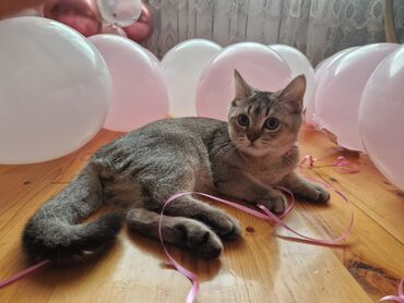 взять бесплатно котёнка: Britan, Erkək, Yaxşı əllərə