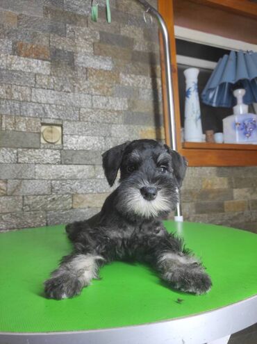 Psi: Patuljasti šnaucer Black & Silver štenci na prodaju. Ostenjeni — 11