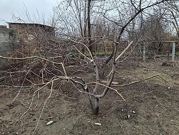 Алма-Бак бутайбыз
Обрезка плодовых деревьев